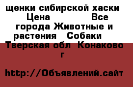 щенки сибирской хаски  › Цена ­ 10 000 - Все города Животные и растения » Собаки   . Тверская обл.,Конаково г.